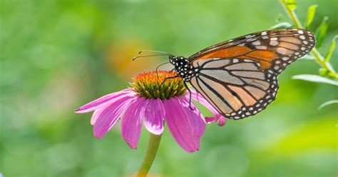 List of Butterflies in Minnesota - Learn About Nature