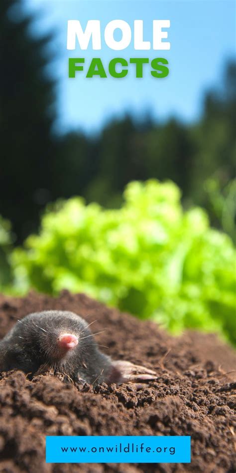 Amazing Facts About Moles - On Wildlife Podcast