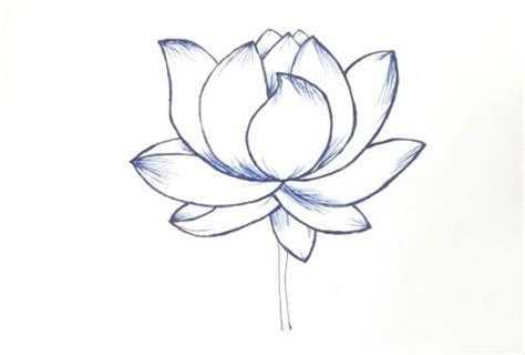 Lotus Flower Drawing Sketch