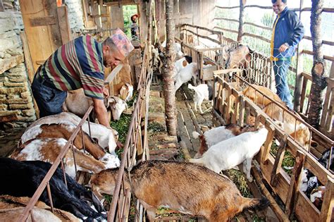 Commercial goat farm - The Himalayan Times - Nepal's No.1 English Daily Newspaper | Nepal News ...