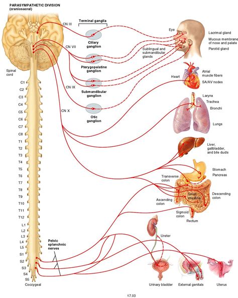 Vagus Nerve | Parasympathetic, Autonomic nervous system, Nervous system