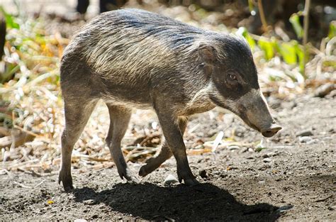 Three little beauties: Visayan warty pigs