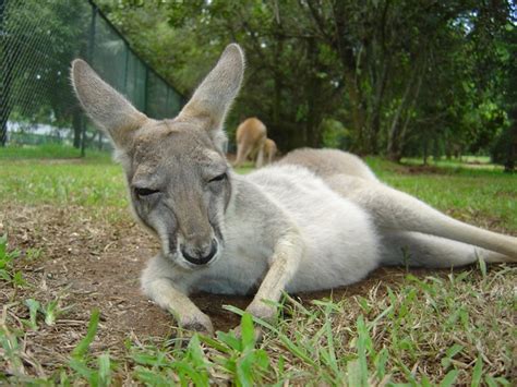 Sleeping little kangaroo Stock Photo free download