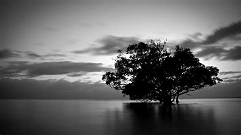 Black And White Nature Photography Hd Background Wallpaper 18 HD ...