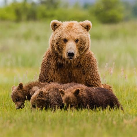 Grizzly Bear Cubs And Mother