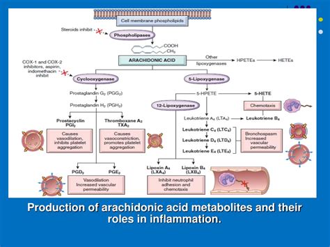 PPT - Inflammation PowerPoint Presentation, free download - ID:9508244