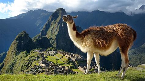 Awesome Native Animals of Peru | Blog Machu Travel Peru