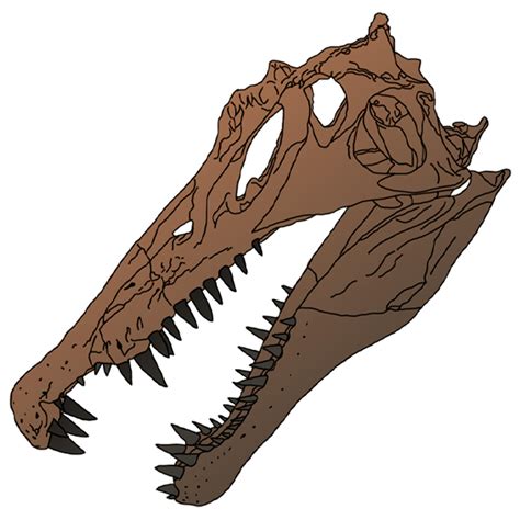 Spinosaurus skull by spinosaur1 on DeviantArt