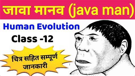 जावा मानव (Java man) | human evolution class 12 | manav vikas 12th ...