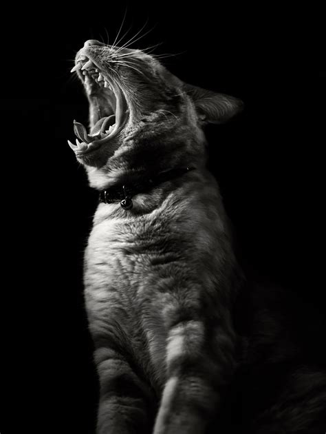 The Mysterious Lives Of Cats Captured In Black And White Photography ...