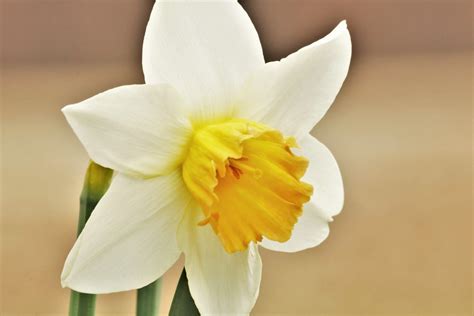 White Daffodil Close-up 2 Free Stock Photo - Public Domain Pictures
