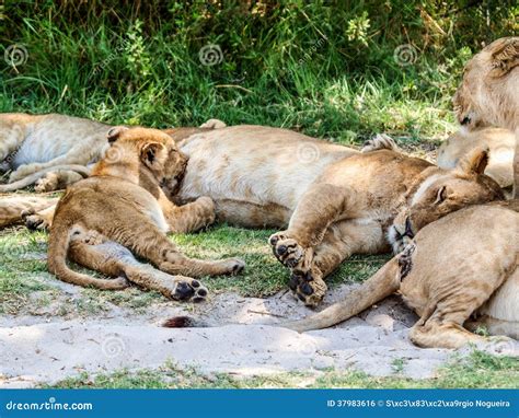 Lion Cub Nursing Royalty Free Stock Image - Image: 37983616