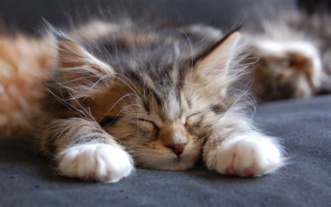 Sleeping Maine Coon Cat wallpaper | animals | Wallpaper Better