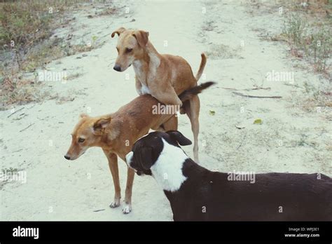 Dog Mating High Resolution Stock Photography and Images - Alamy