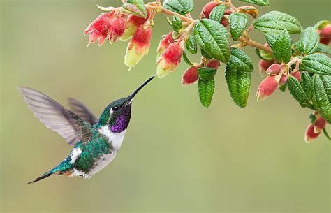 Hummingbird, cute, green, pasare, flower, colibri, pink, HD wallpaper ...