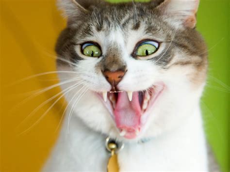 🔥 [35+] Wallpapers 1920X1080funny Cats Ugly Faces | WallpaperSafari