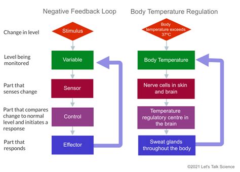 Introduction to Homeostasis and Regulation - Let's Talk Science