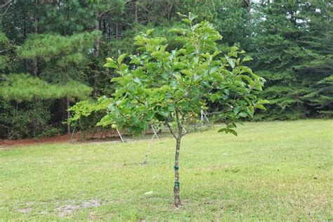 The Texas Persimmon Tree - Minneopa Orchards