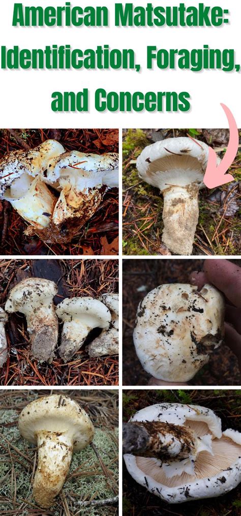 American Matsutake: Identification, Foraging, and Concerns - Mushroom Appreciation