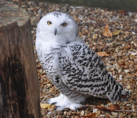 Snowy Owl | A snowy owl at Shepreth Wildlife Park | Neil McIntosh | Flickr