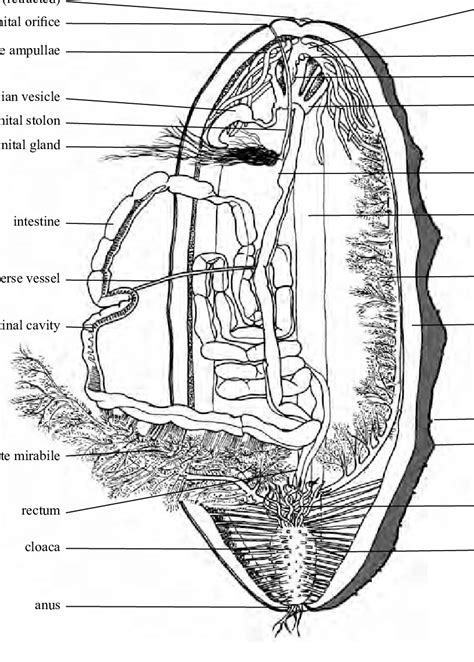 Anatomy of the aspidochirotid sea cucumber Holothuria whitmaei Bell,... | Download Scientific ...