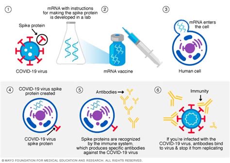 Diferentes tipos de vacunas contra la COVID-19: cómo funcionan - Mayo Clinic