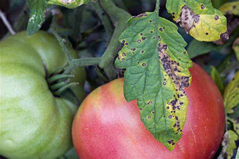 How to Diagnose Spotty Tomato Leaves