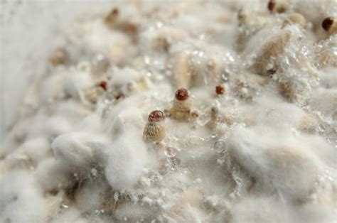 Mushroom Pinning: What Is It & How Do You Make It Happen? | GroCycle