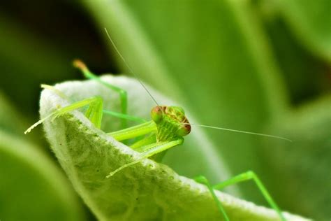 Close Up Shot of a Grasshopper · Free Stock Photo