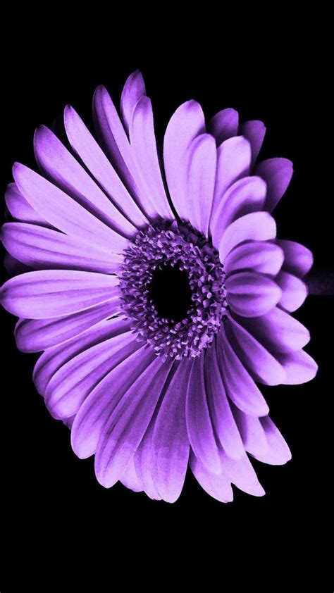 Violet Flower Wallpapers - Top Free Violet Flower Backgrounds ...