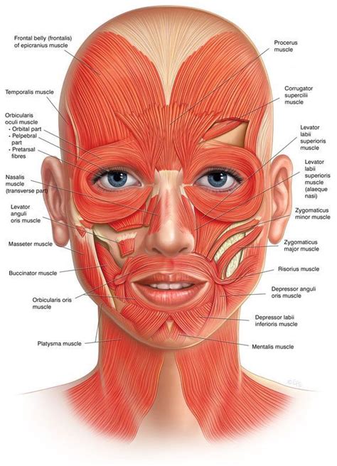 Facial muscle names, locations Face Muscles Anatomy, Muscles Of The Face, Facial Anatomy, Human ...