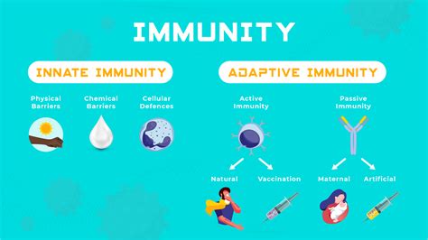 Innate vs Adaptive Immunity | Technology Networks