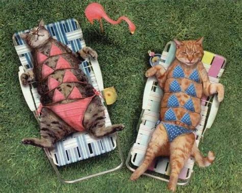 Cat bikini | Funny cat pictures, Funny cat photos, Funny animal pictures