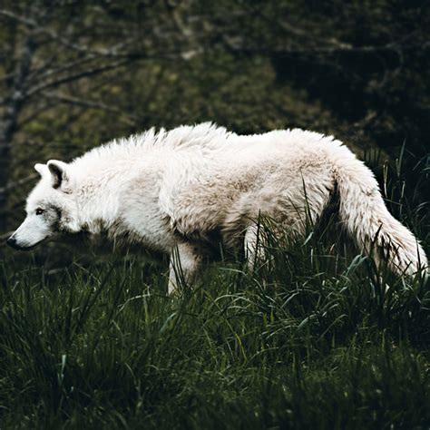 White Wolf Sanctuary - Oregon Coast Visitors Association