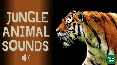 Jungle Sounds | Top 7 Animal jungle noises from different jungle animals - YouTube