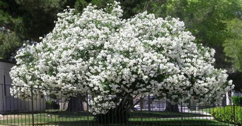 Different Types of Oleander Plant Varieties & Tree Species - EmbraceGardening