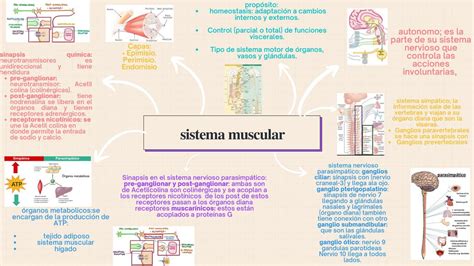 Sistema Muscular Mapa Mental