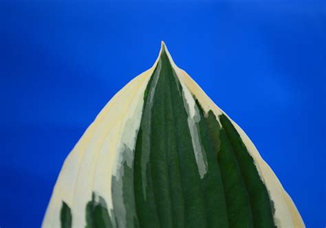 White and green Hosta leaf, detail free image download