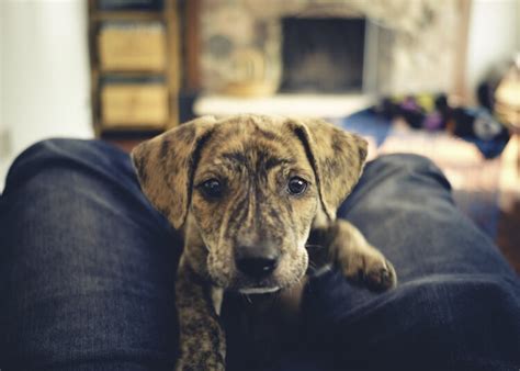 Mountain Cur vs Australian Shepherd - Breed Comparison