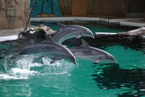 Bottlenose dolphins - Zoo Duisburg Germany, I've been there | Dolphins, Bottlenose dolphin, Zoo