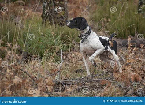 Hunting Dog, Pointer Breed, Pointing Stock Photo - Image of pheasant ...