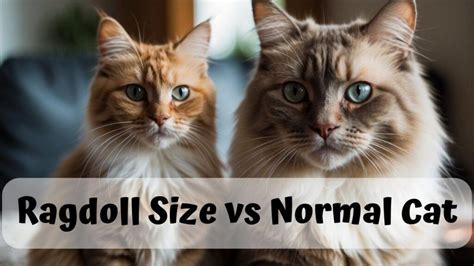 Ragdoll Size vs Normal Cat: Exploring Size Differences and Unique Traits