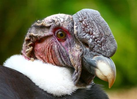 #4: Andean Condor - The Seven Largest Birds in terms of Wingspan