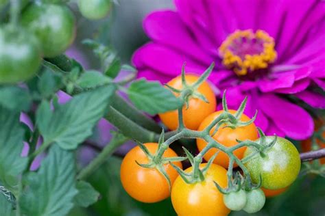 13 Best Companion Plants for Tomatoes - Hort Zone