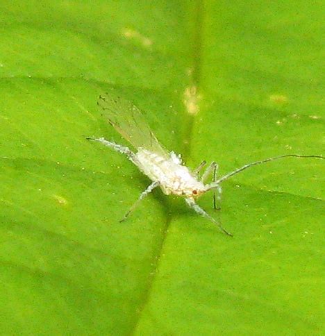 White aphid - BugGuide.Net