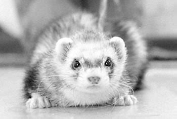 Black And White Cute Ferret - Ferrets Photo (13818799) - Fanpop