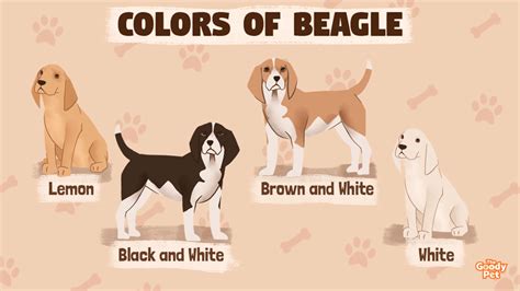 What Color Is My Beagle