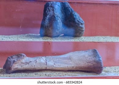 Display Realistic Skeletons Dinosaurs Leg Bones Stock Photo 683342824 ...