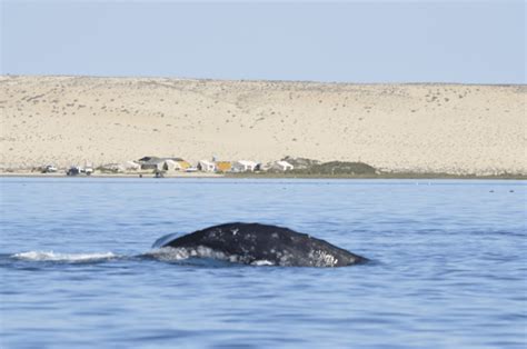 Whale Watching Tours In Magdalena Bay, Whale Camp Magdalena Bay