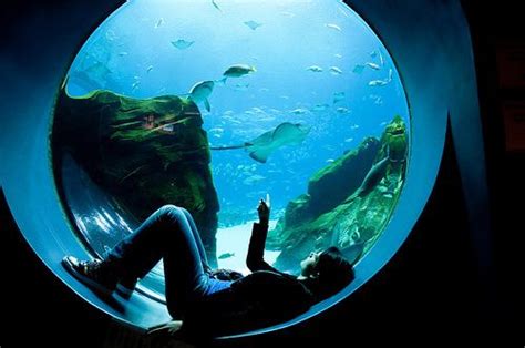 always wish that I could lie on the aquarium's tunnel surrounded by ...